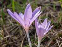 Violettes Herbstzeitlose Blütenduo